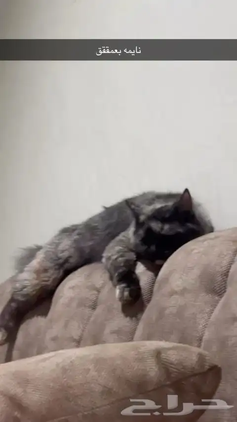 بسه تجن ودلوعه وهاديه بس حامل وانا معد اقدر عليها 3