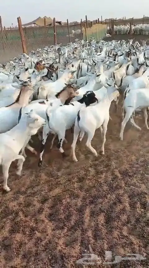 تيوس بحاره 1