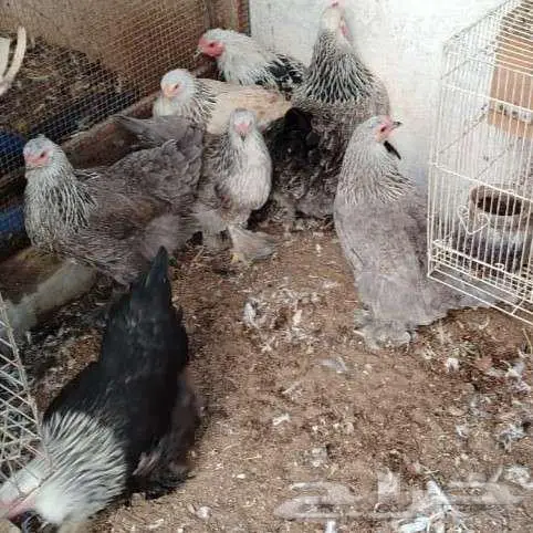 للبيع مجموعة براهما   فرصة ما تتكرر 6