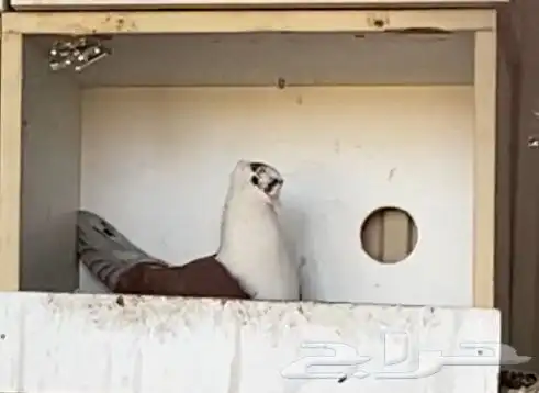 زوج لبناني نضيف وعلى السوم الموقع مليجه ومبيض 1