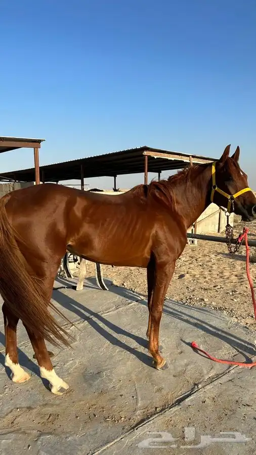 حصان شعبي للبيع 6