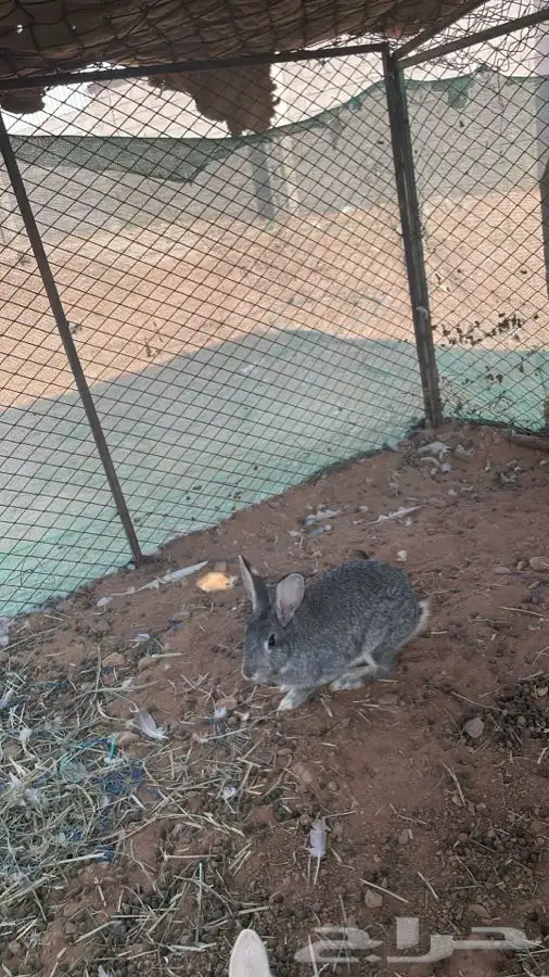 ارنب فرنسي 0