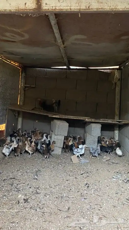 دجاج للبيع العمر تقريبا شهرين 2