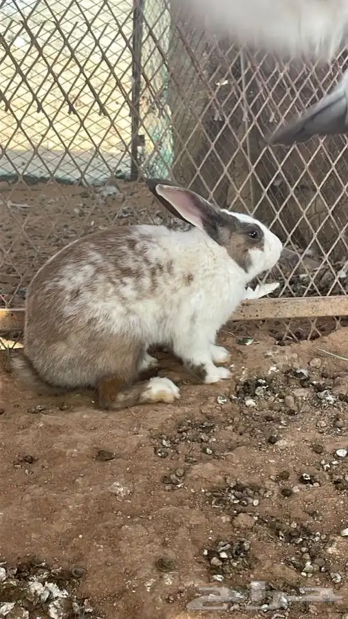 ارنب فرنسي 1