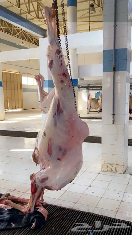 قعدان مرابي مزرعه 5