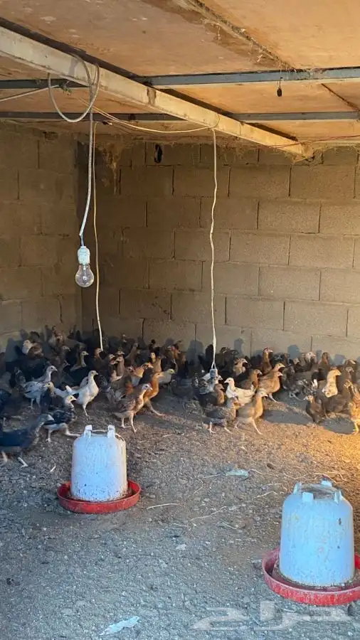 دجاج للبيع العمر تقريبا شهرين 0