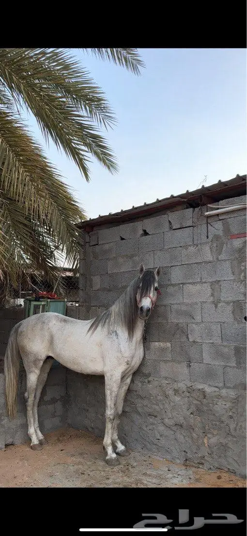 مهره شعبيه شيخه 4