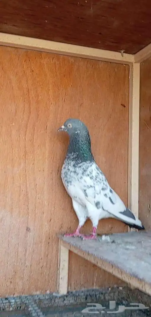 حمام باكستاني طيار 0