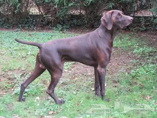 كلب بيو انتر مطلوب إذا احد عنده 0