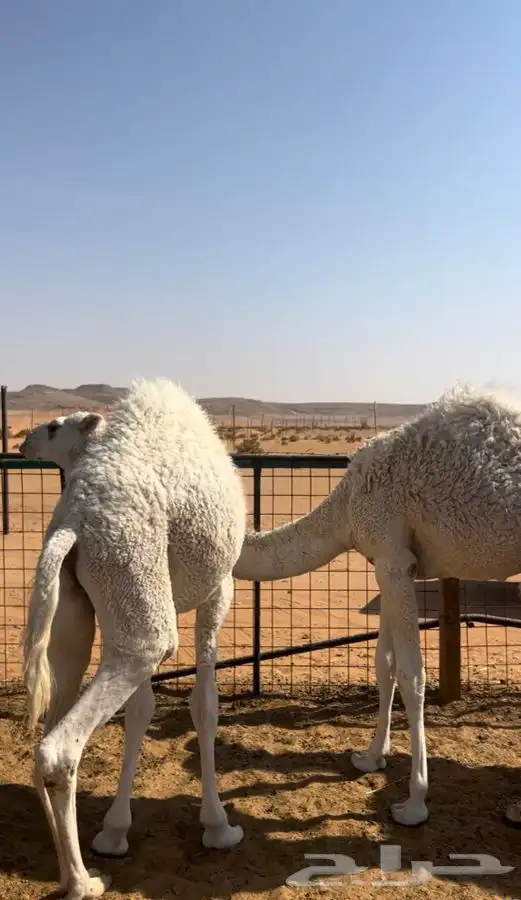 قعدان طيبه شحم 1