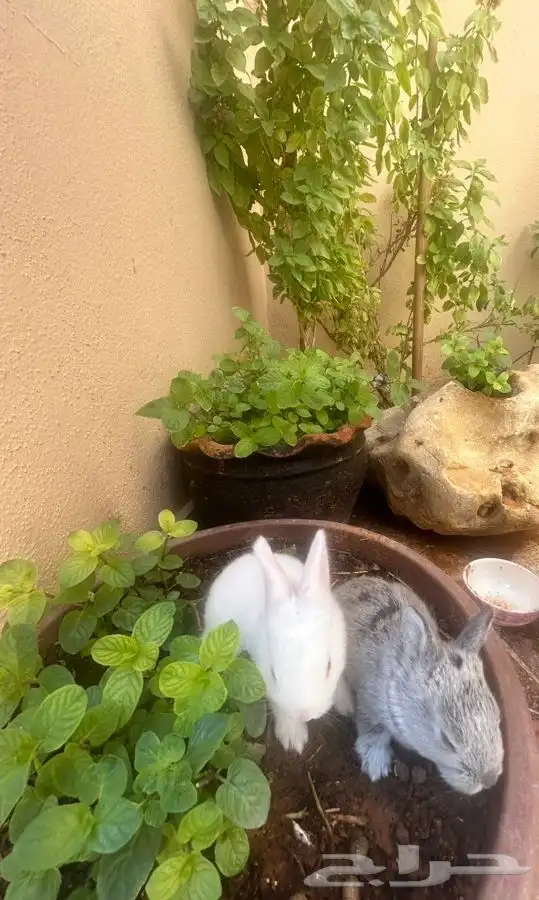 ارانب للبيع 6