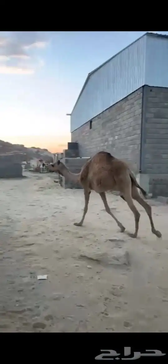 بكره وحشوان للبيع 1