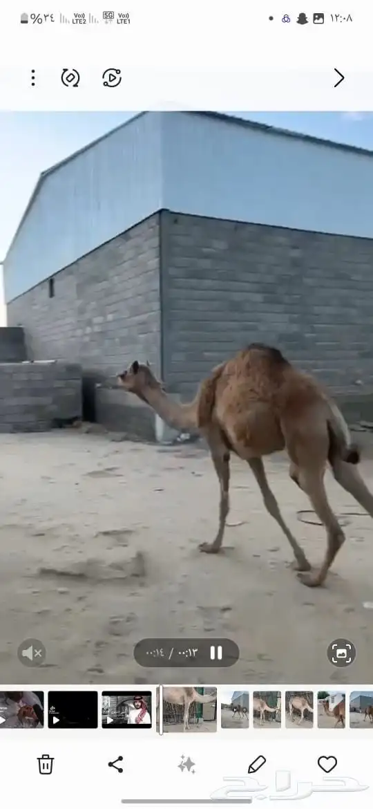 بكره وحشوان للبيع 0