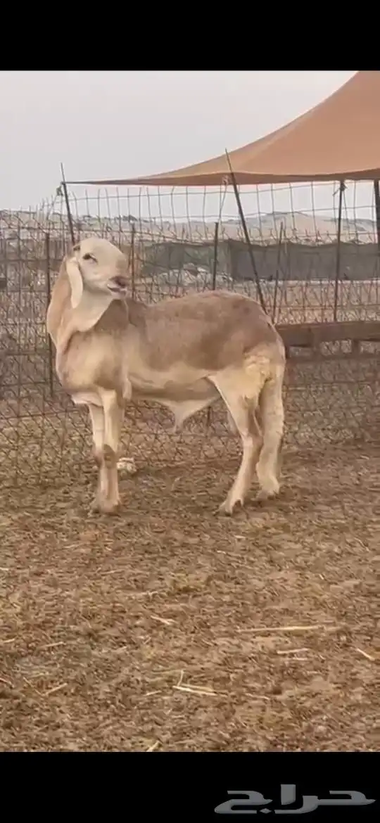 فحل درماني صنف الصنف وخصم نادر 0