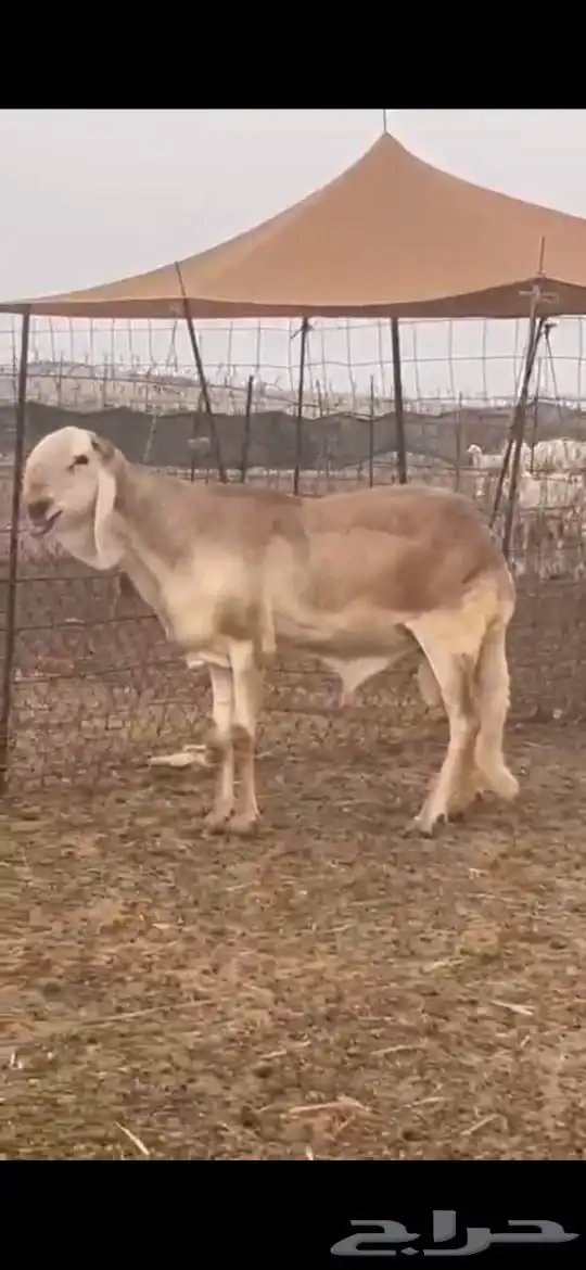 فحل درماني صنف الصنف وخصم نادر 1