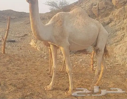 ذلول منتج للبيع 1