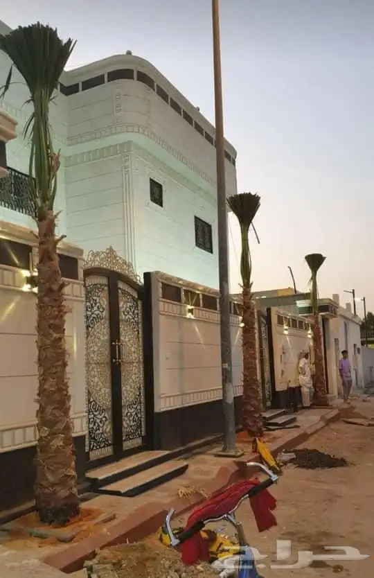 نخيل واشنطن 14