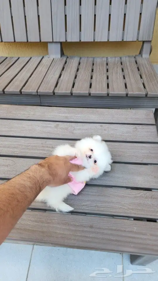 كلب بومرينيان Pomeranian T-cup 3