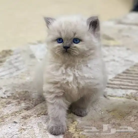 ابي قط ذكر 0