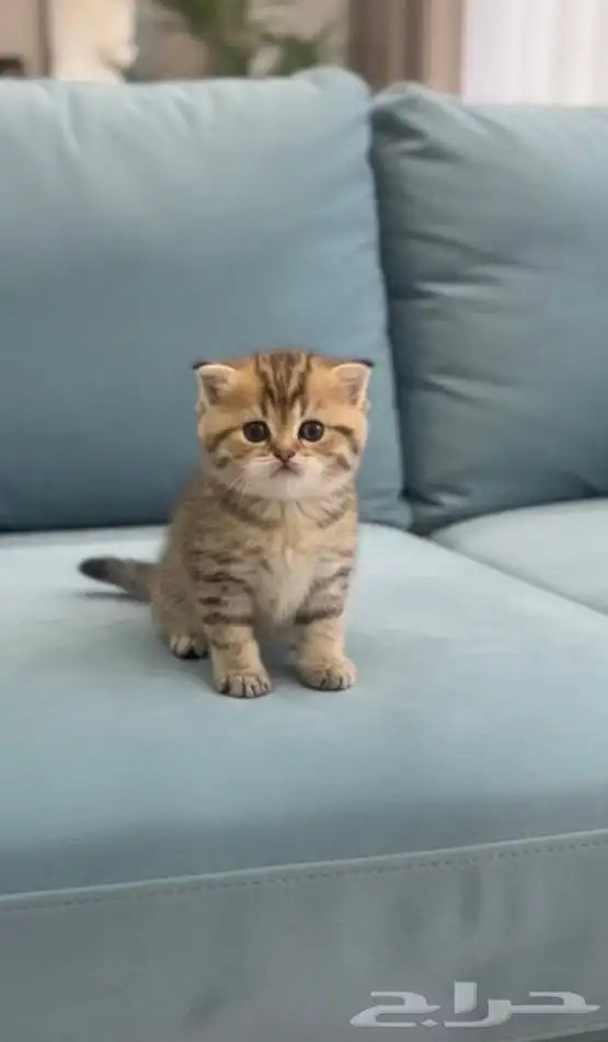 قط سكوتش تايقر 0