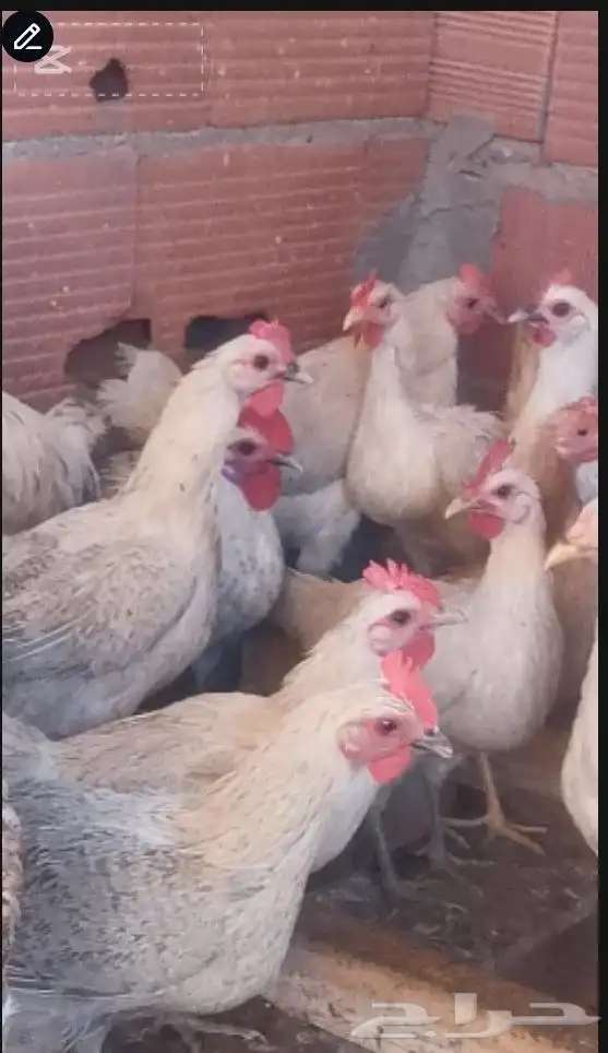 دجاج فيومي المنيوم بياض واحجام سوبر جامبو 2