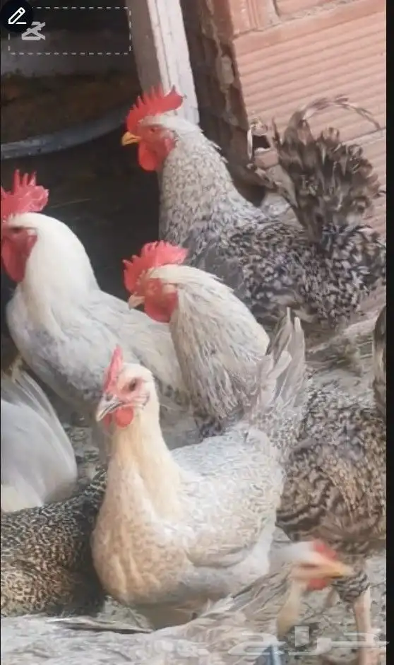 دجاج فيومي المنيوم بياض واحجام سوبر جامبو 0