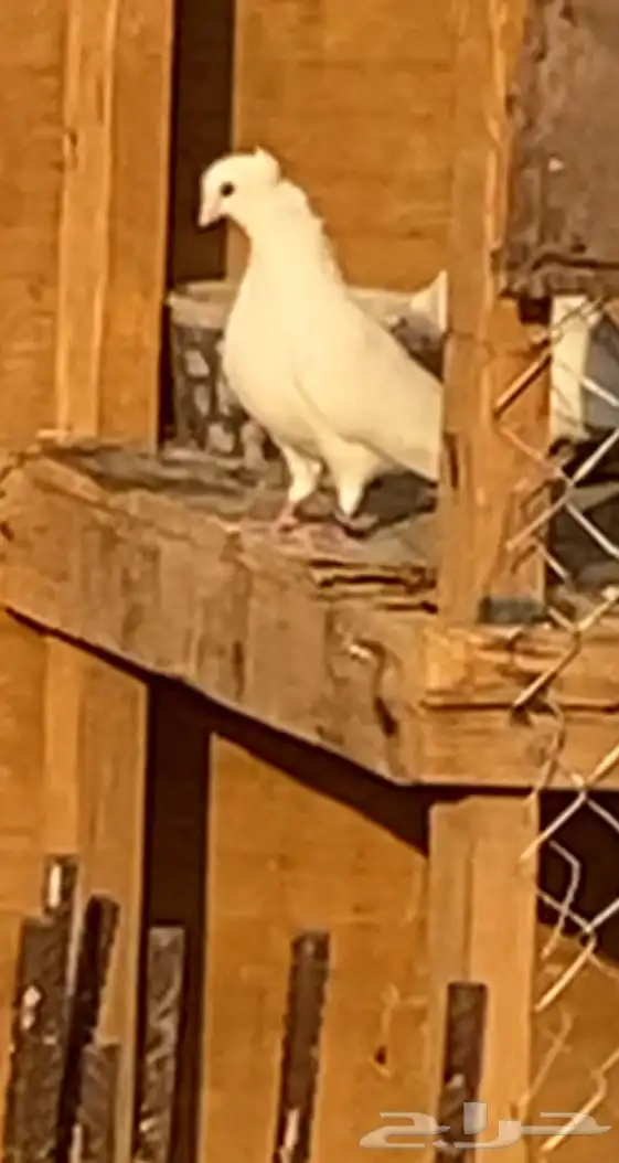 حمام ذكر قطيفي غره 0