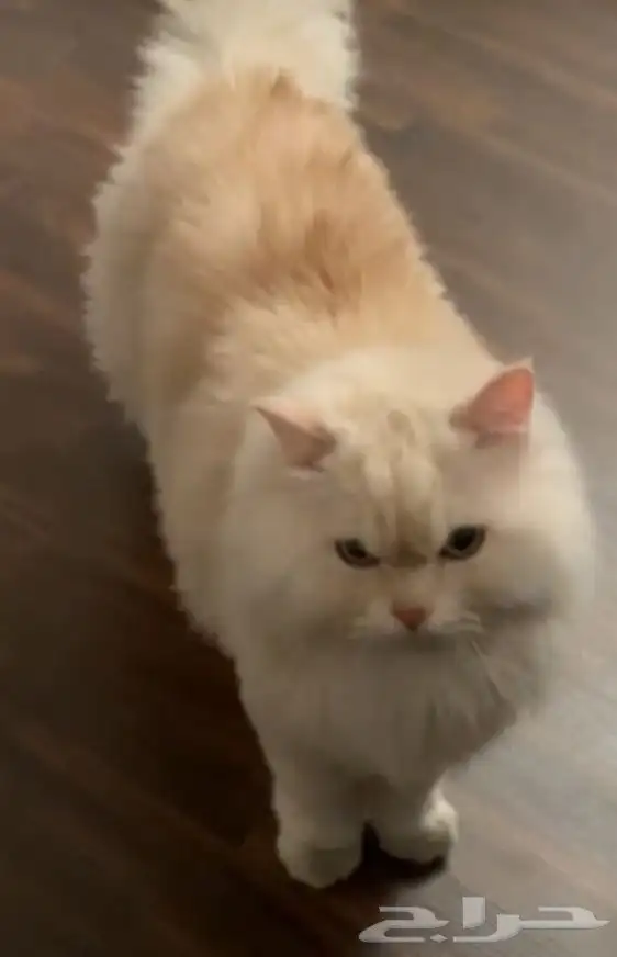 قط همالايا سليم ونظيف معروض لتبني 0