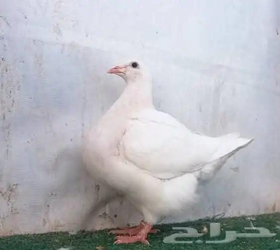 مهندس تربية حمام لاحم فرنسى ودواجن خبرة 8