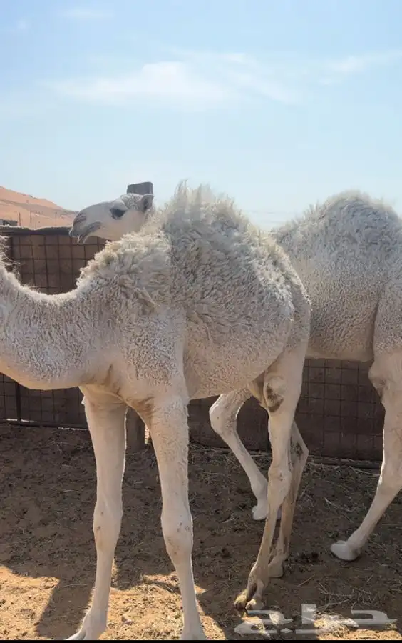 قعدان طيبه شحم 3