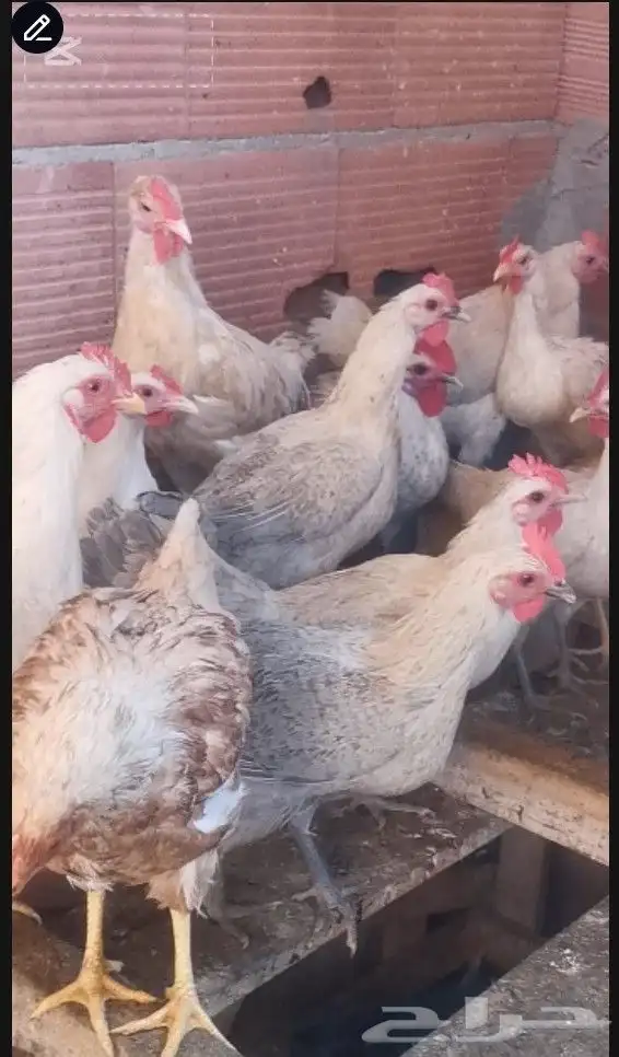 دجاج فيومي المنيوم بياض واحجام سوبر جامبو 9