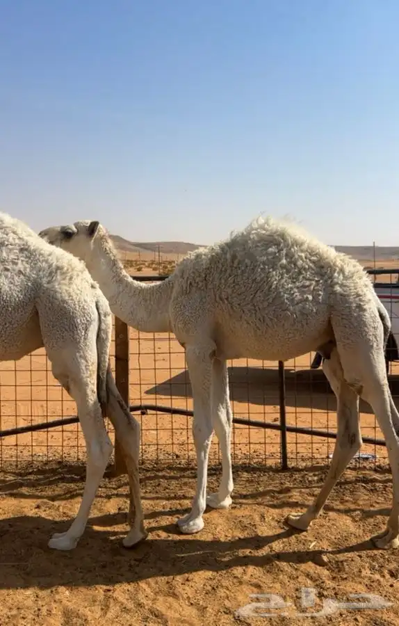 قعدان طيبه شحم 2