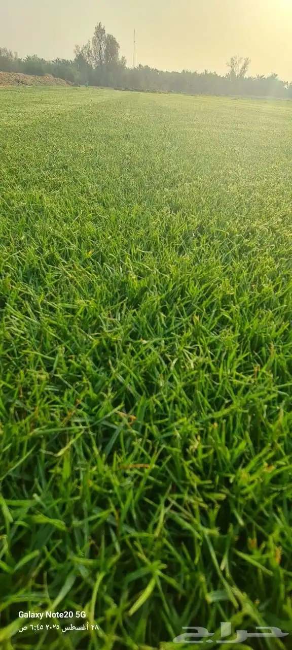 ثيل طبيعي سي ألفين 5