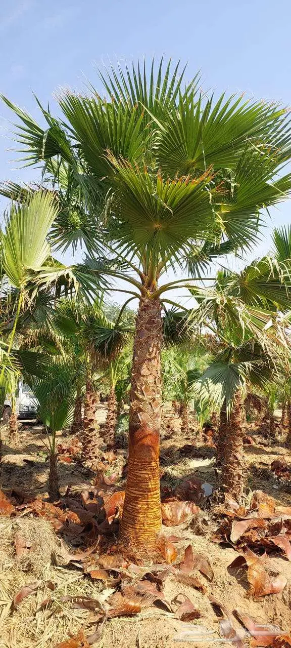 نخل واشنطني زينه للبيع 4