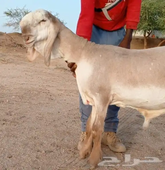 فحل درماني صنف الصنف وخصم نادر 4