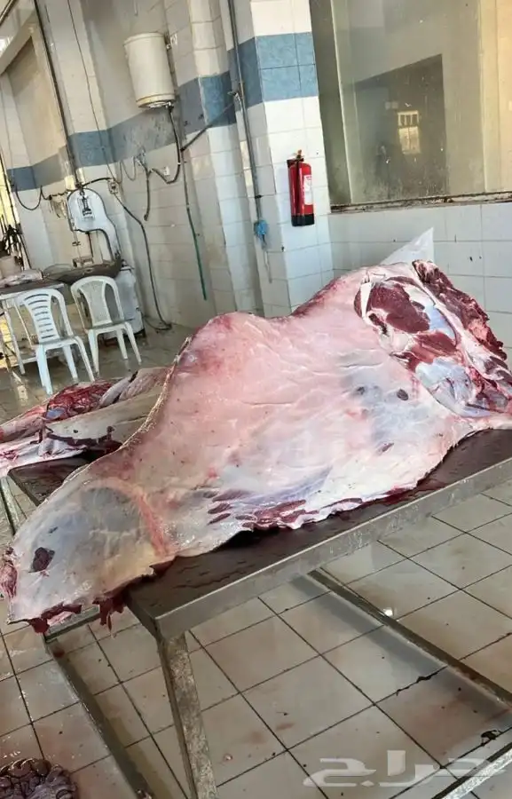 قعدان مرابي مزرعه 9