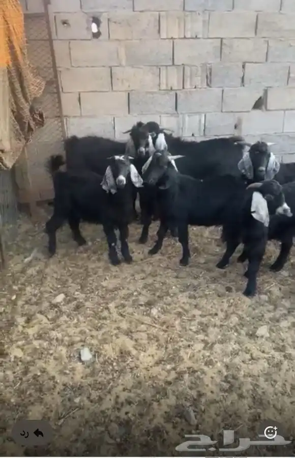 تيوس للبيع 0