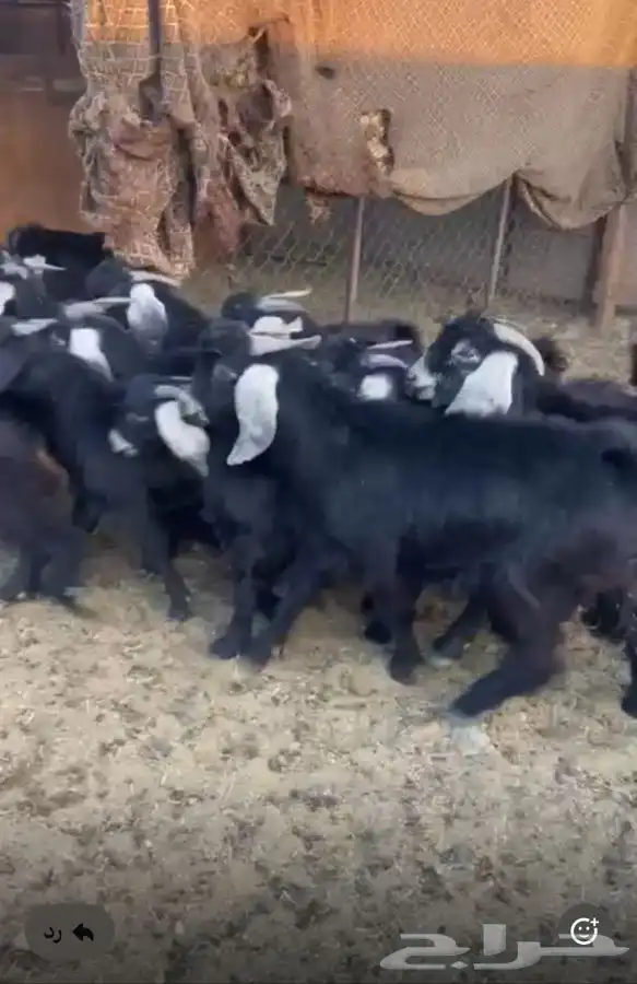 تيوس للبيع 1