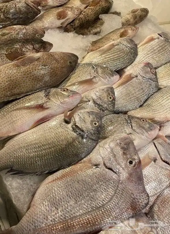 للبيع سمك و وبيان طازج 8