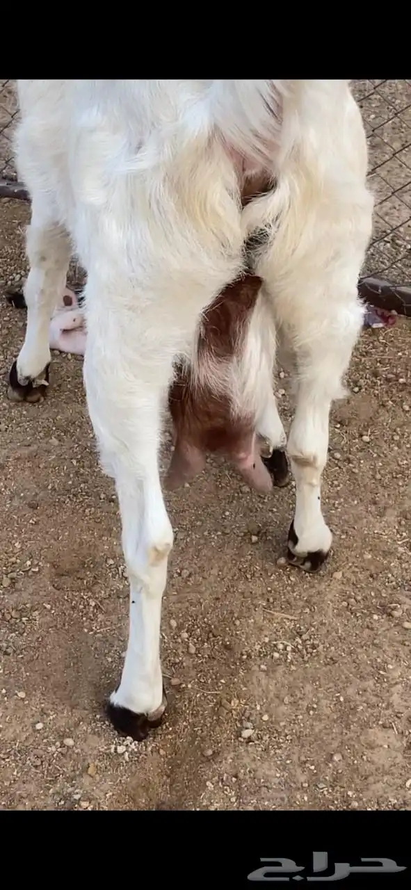 عنز مضرع مهجنه 1