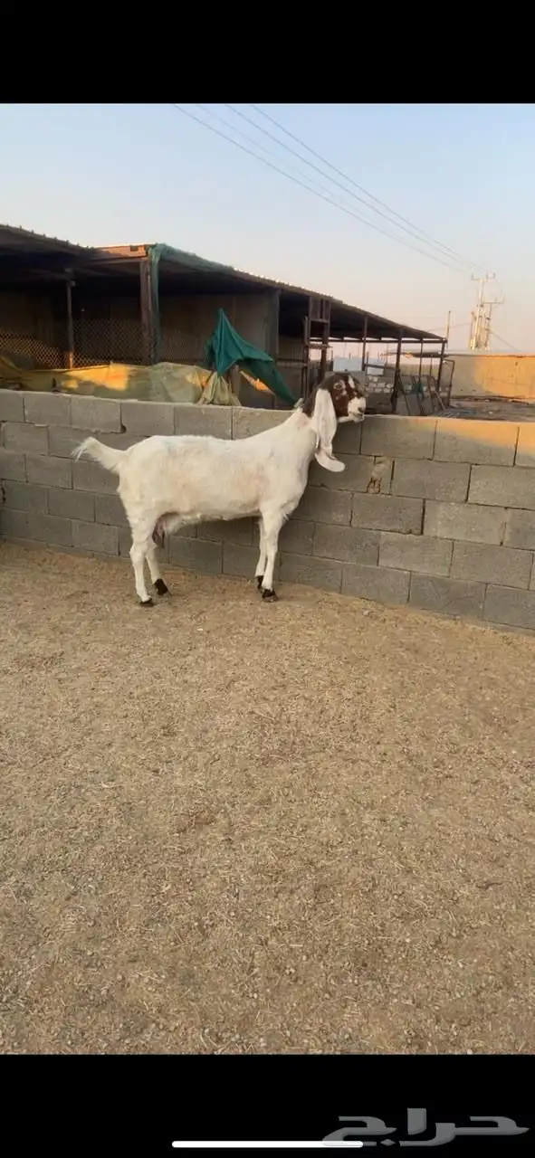 عنز مضرع مهجنه 4