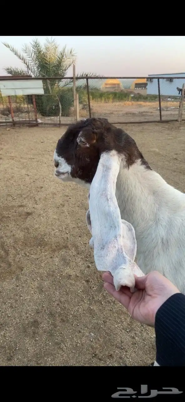 عنز مضرع مهجنه 0