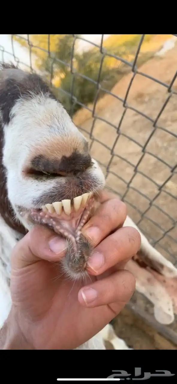 عنز مضرع مهجنه 3