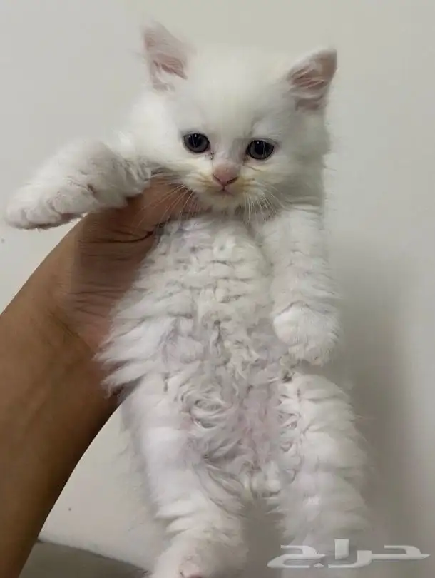 قطط للبيع 0