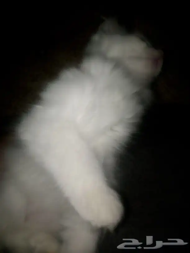 بسس للبيع انثى وذكر الام مطعمه نظيفات السعر حلو تواصل واتساب 3