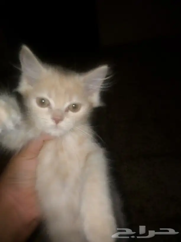بسس للبيع انثى وذكر الام مطعمه نظيفات السعر حلو تواصل واتساب 8