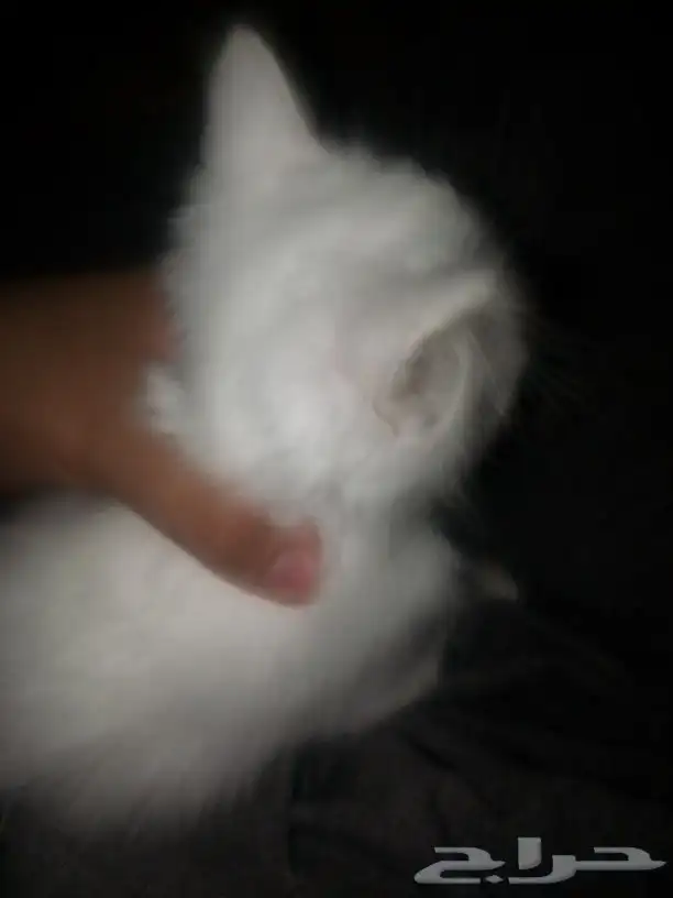 بسس للبيع انثى وذكر الام مطعمه نظيفات السعر حلو تواصل واتساب 2