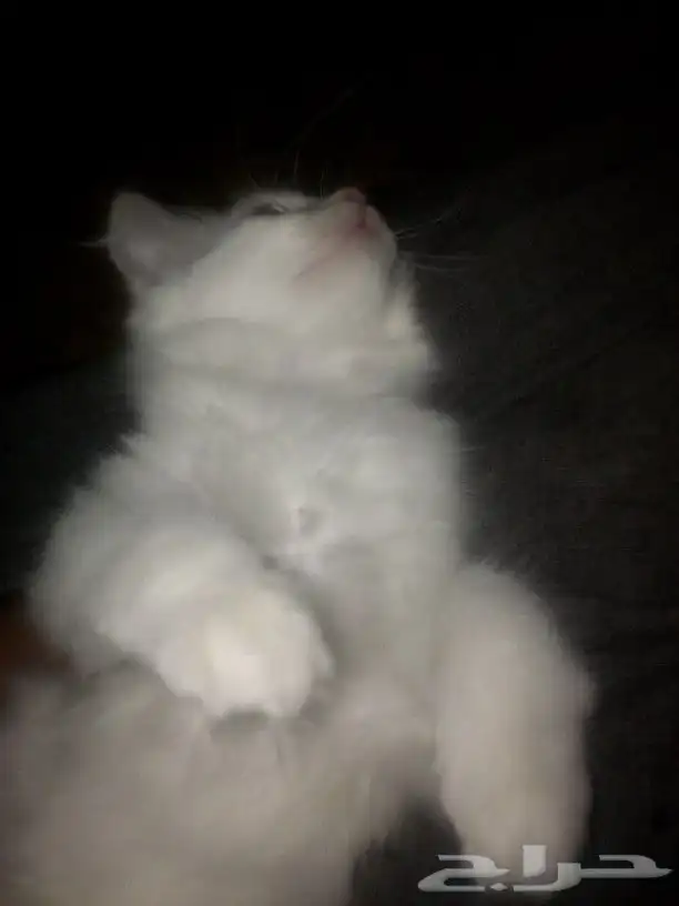 بسس للبيع انثى وذكر الام مطعمه نظيفات السعر حلو تواصل واتساب 4