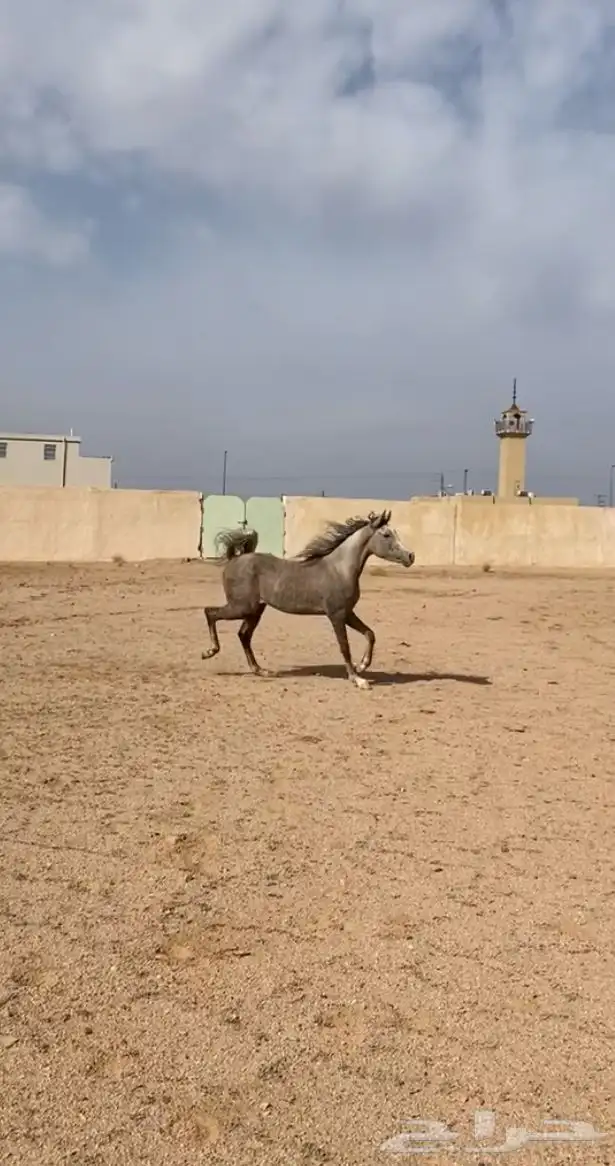 مهر شعبي شيخ 3