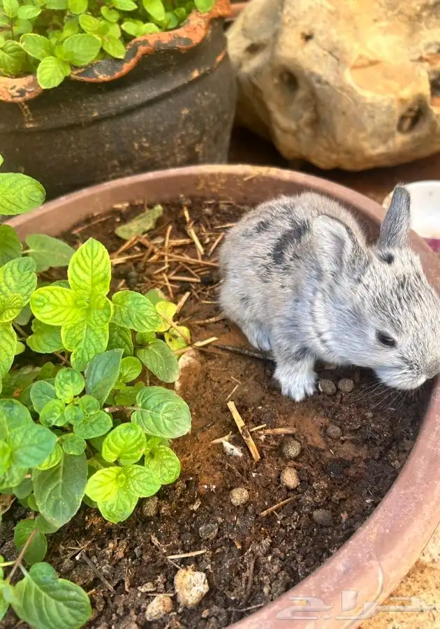 ارانب للبيع 0